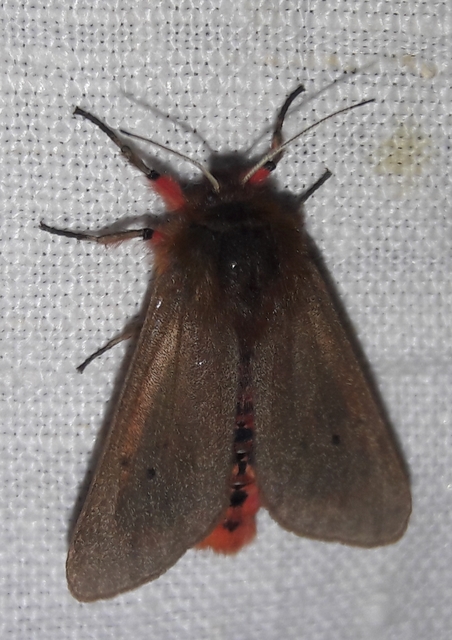 Phragmatobia fuliginosa - füstös medvelepke