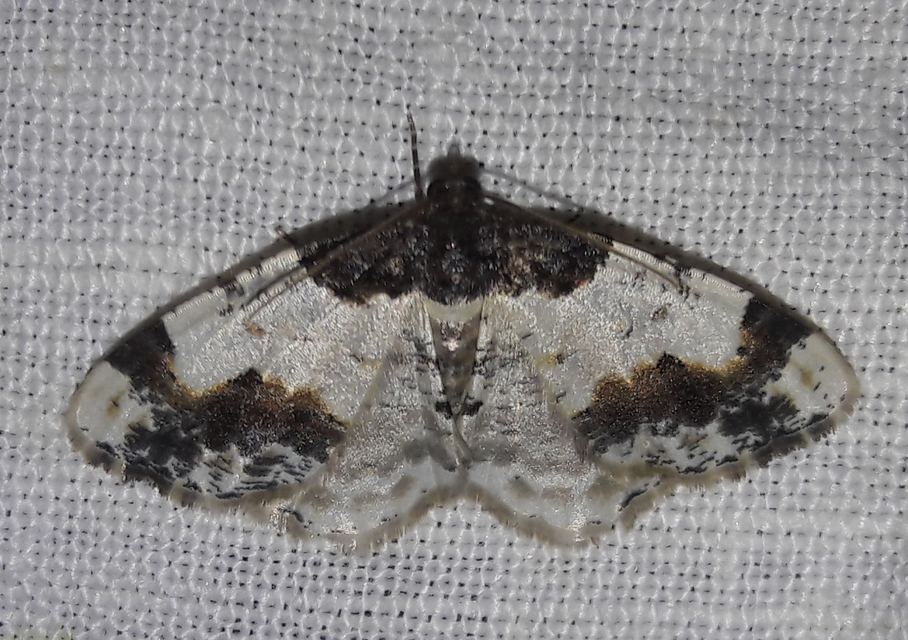 Ligdia adustata - barna levélaraszoló