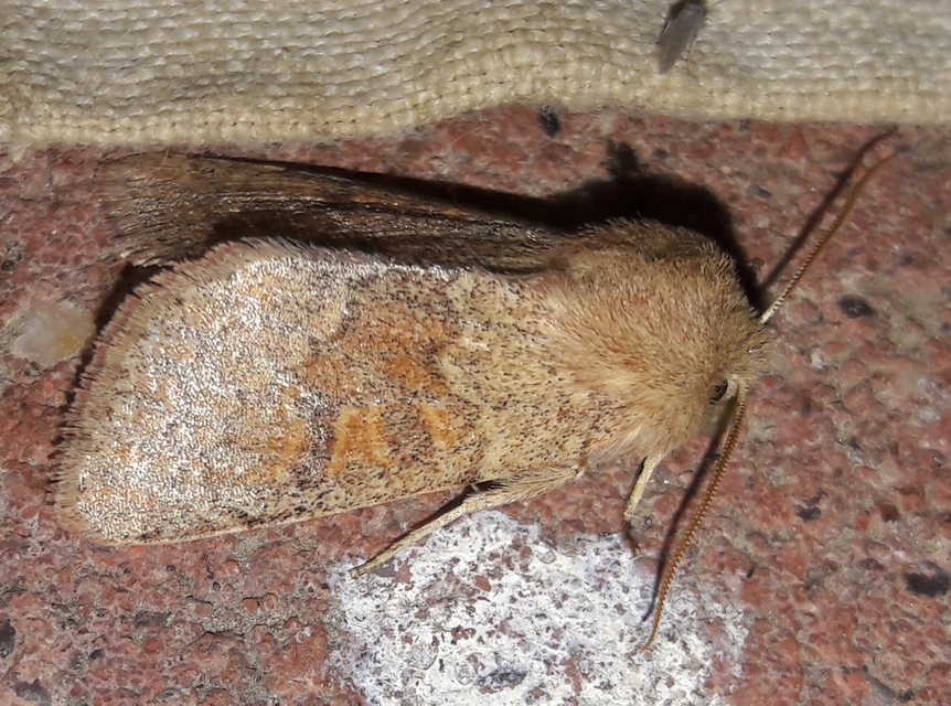 Orthosia miniosa - sárgás barkabagoly