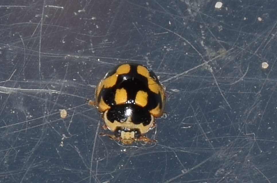 Propylea quatuordecimpunctata - tizennégypettyes füsskata
