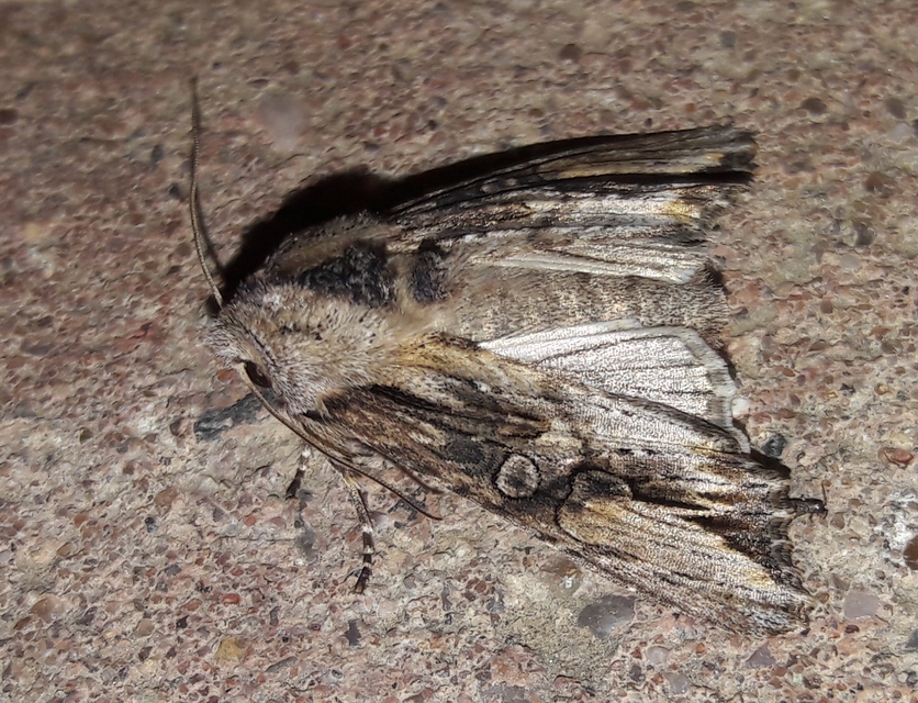Egira conspicillaris - változékony szürkebagoly