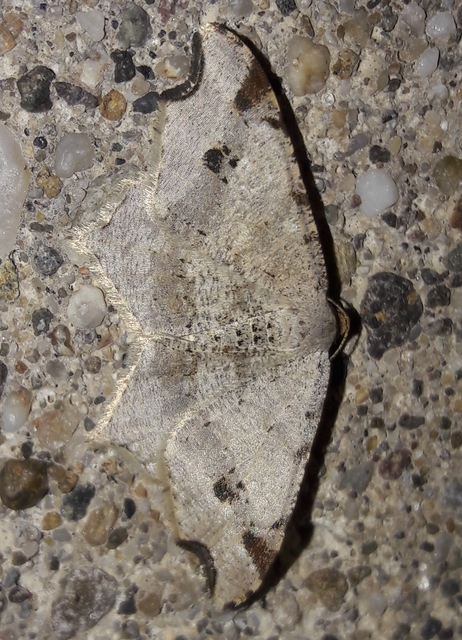 Macaria alternata - közönséges szürkearaszoló