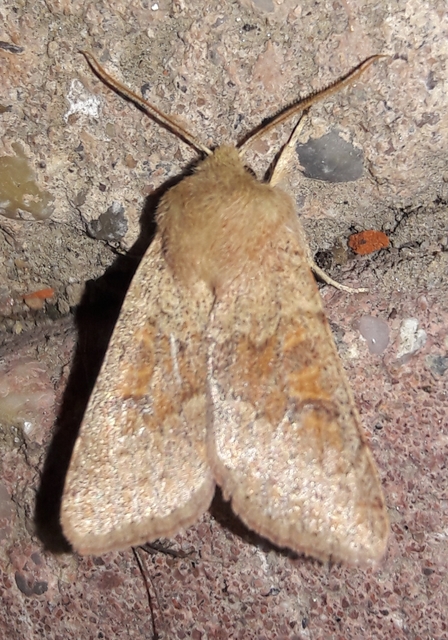 Orthosia miniosa - sárgás barkabagoly
