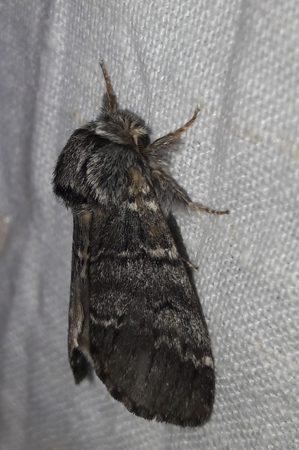 Drymonia ruficornis - cserfa-púposszövő