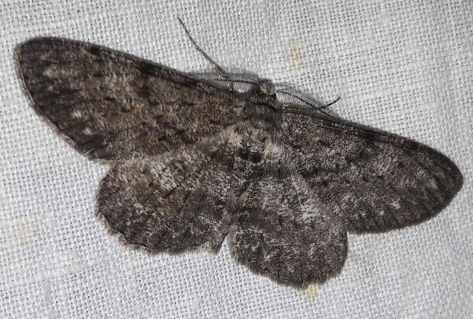 Hypomecis punctinalis - pettyes faaraszoló