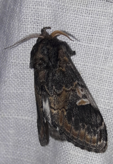Notodonta tritophus - tarajos púposszövő