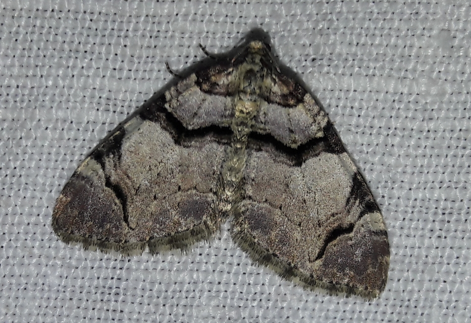 Anticlea derivata - vadrózsa-tarkaaraszoló