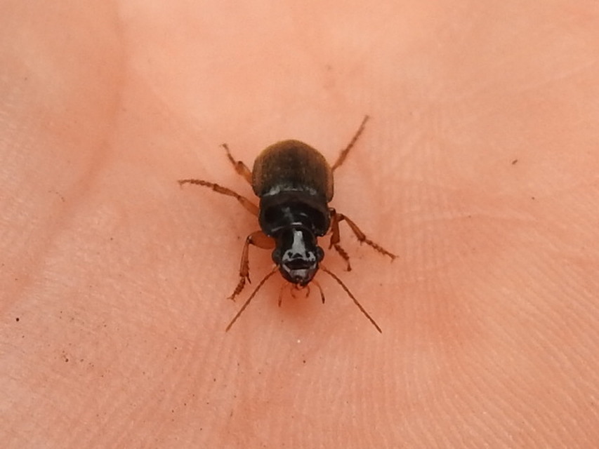 Harpalus rufipes - nagy selymesfutó