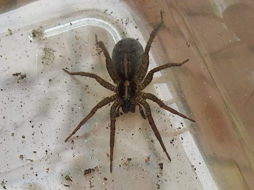 Trochosa robusta