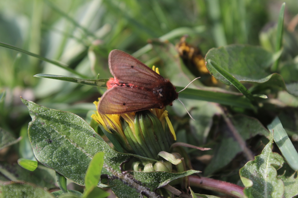 Phragmatobia fuliginosa - füstös medvelepke