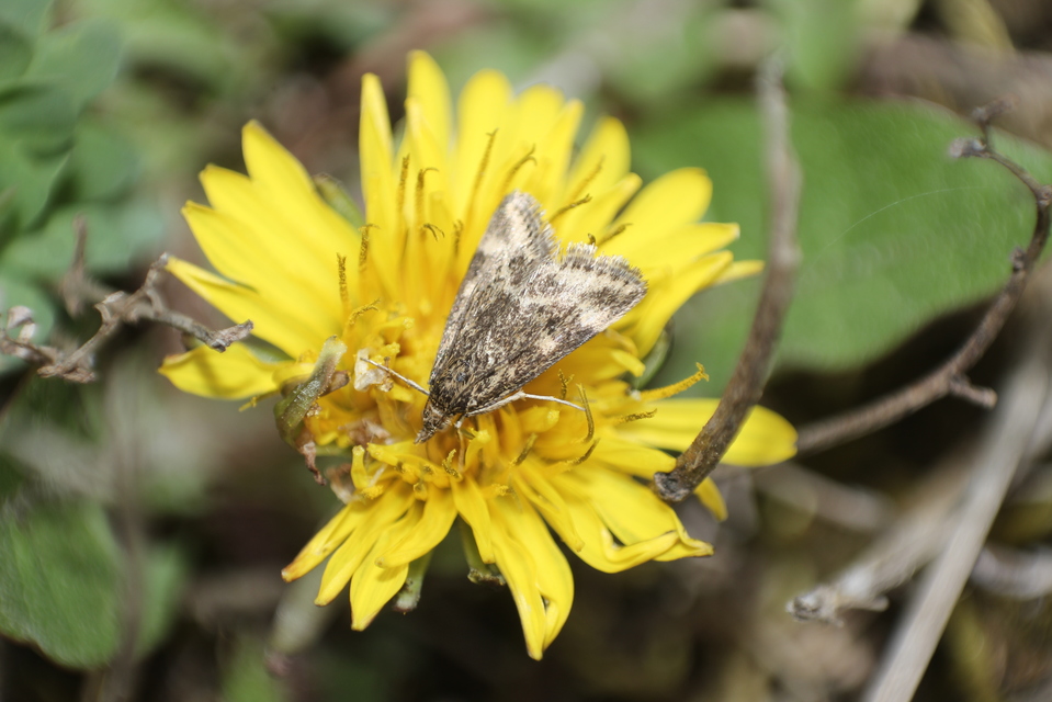 Pyrausta despicata - réti bíbormoly