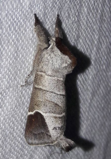 Clostera curtula - rövidszárnyú levélszövő
