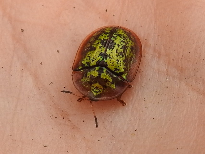 Cassida canaliculata - karimás pajzsbogár Cassida canaliculata - karimás pajzsbogár