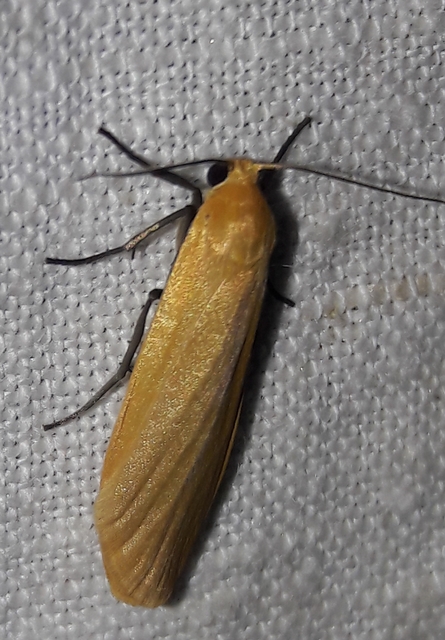 Eilema sororcula - sárga zuzmószövő