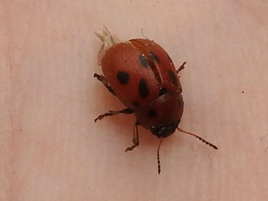 Gonioctena fornicata - közönséges lucernabogár