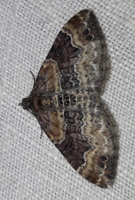 Xanthorhoe