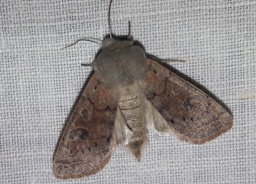 Orthosia incerta - változékony barkabagoly