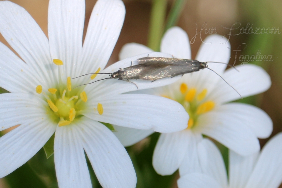 Coleophoridae - zsákhordómolyfélék