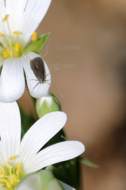 Coleophoridae - zsákhordómolyfélék