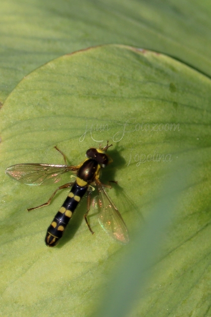 Sphaerophoria