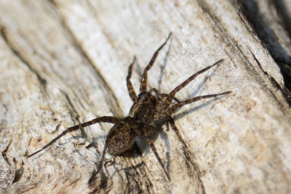Pardosa