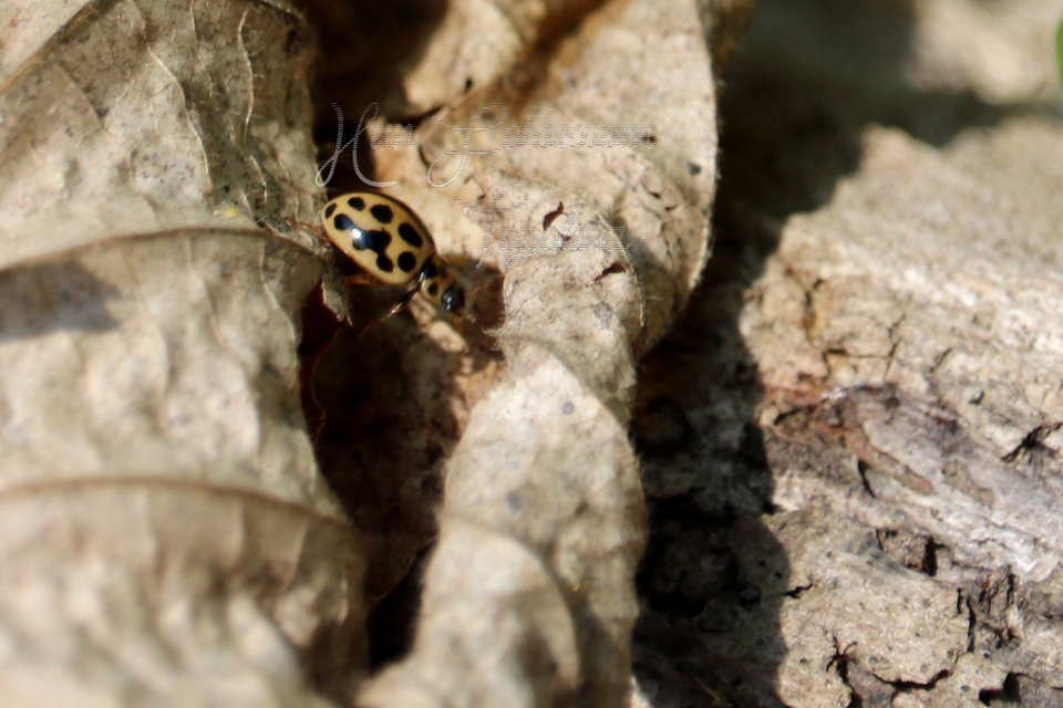 Tytthaspis sedecimpunctata - tizenhatpettyes katica