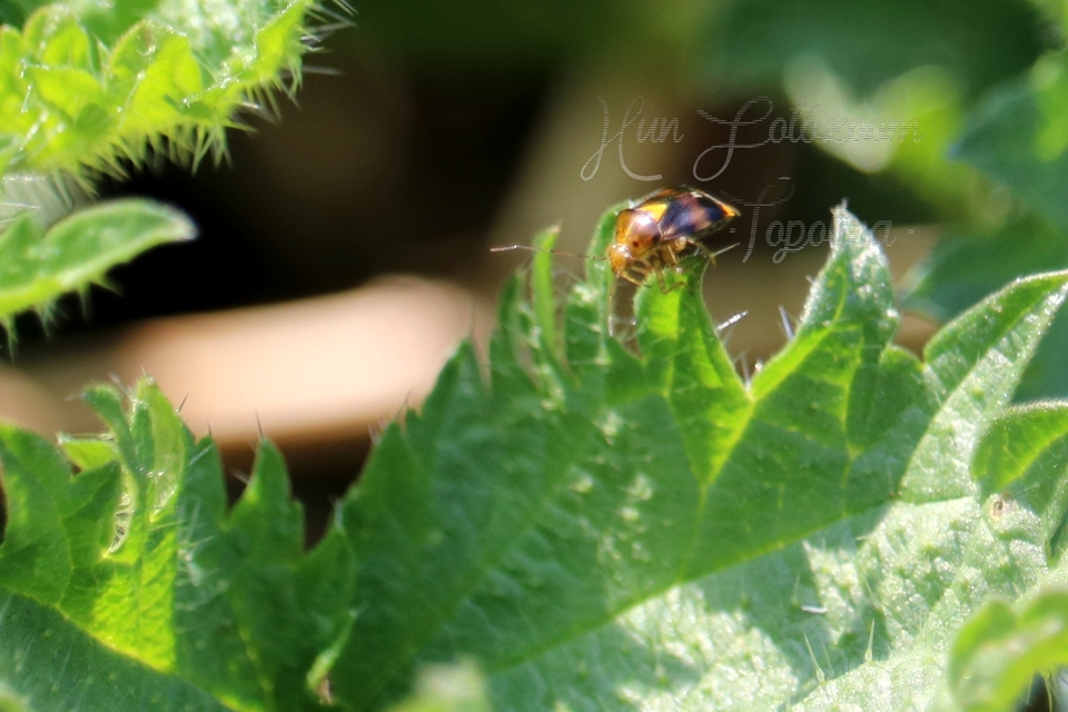 Liocoris tripustulatus - hárompettyes mezeipoloska