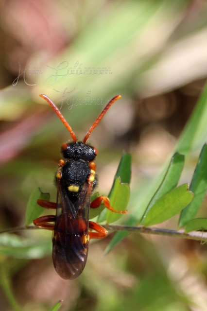 Nomada