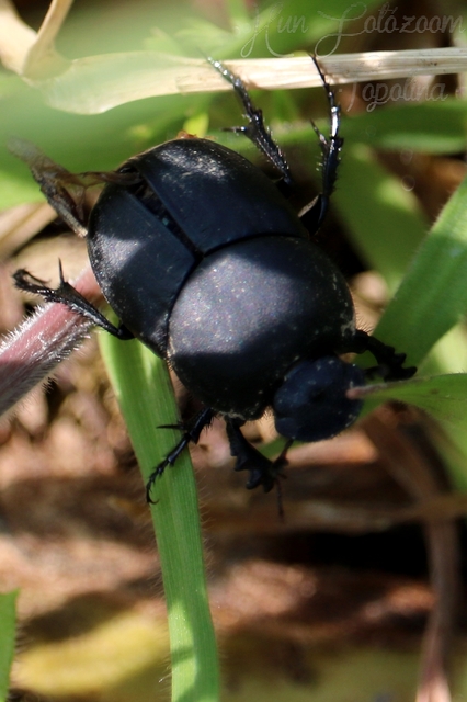 Onthophagus verticicornis - fekete trágyatúró