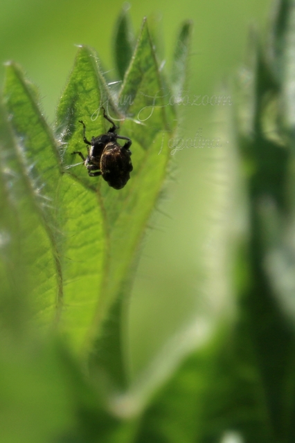 Nedyus quadrimaculatus - közönséges csalánormányos