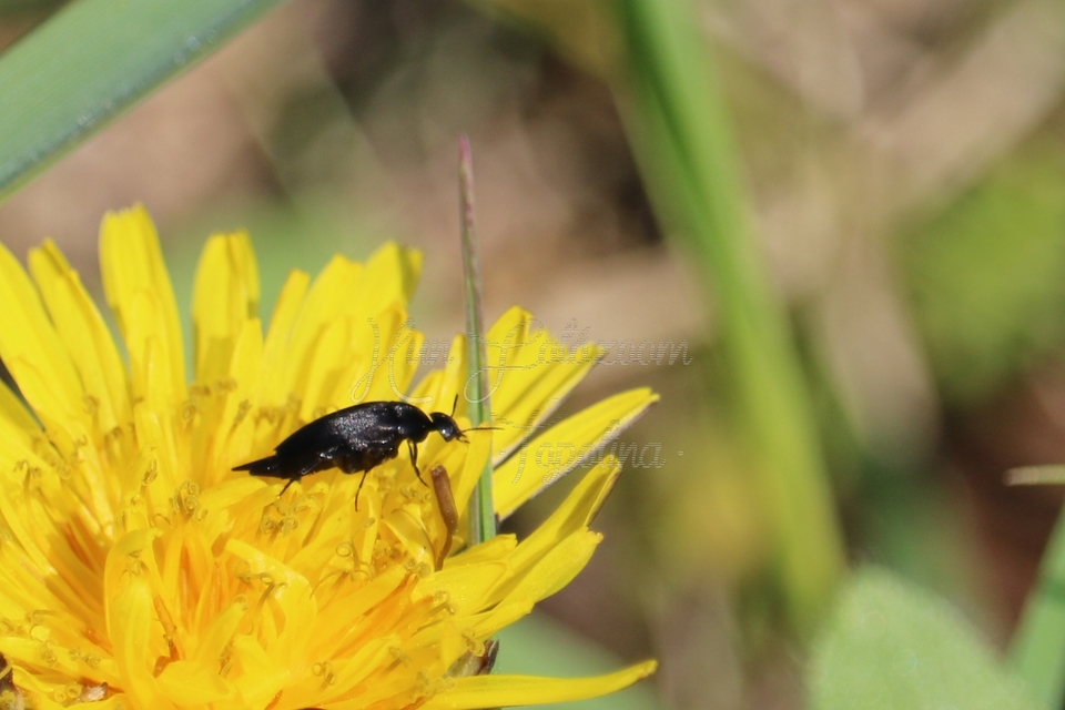 Mordellidae - marókafélék