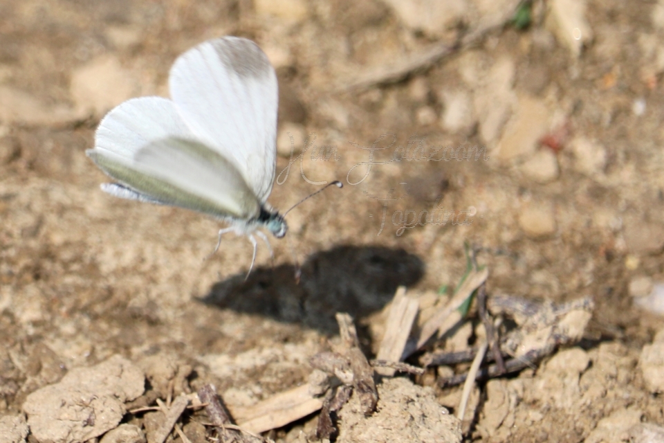 Leptidea sinapis - mustárlepke