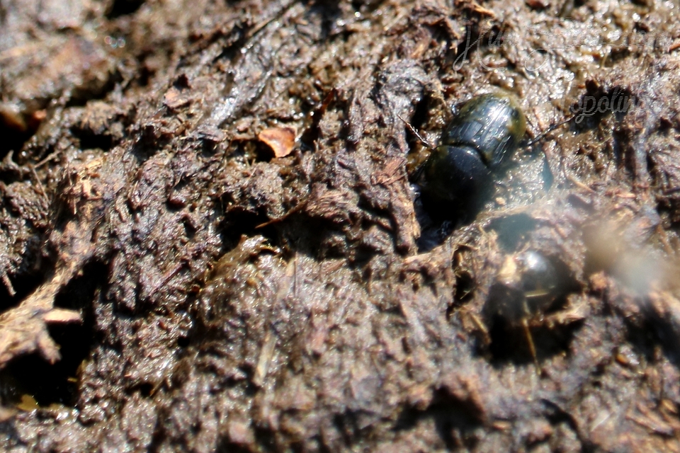 Aphodius luridus - tarka trágyabogár
