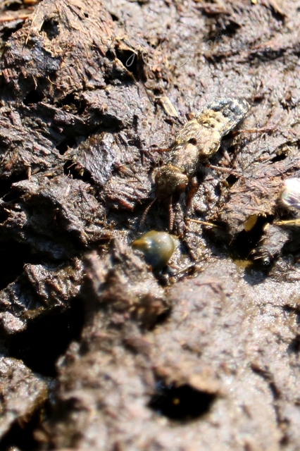 Ontholestes haroldi - sárgatérdű holyva