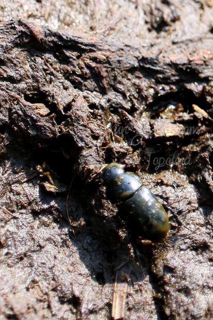Aphodius luridus - tarka trágyabogár