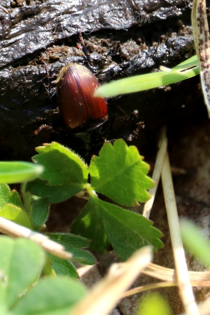 Aphodius depressus - lapos trágyabogár