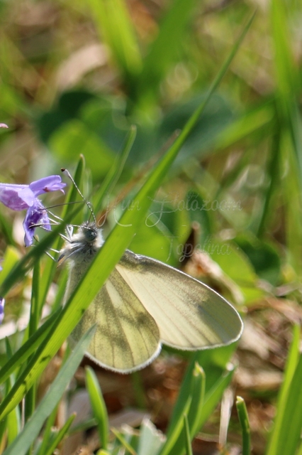 Leptidea sinapis - mustárlepke