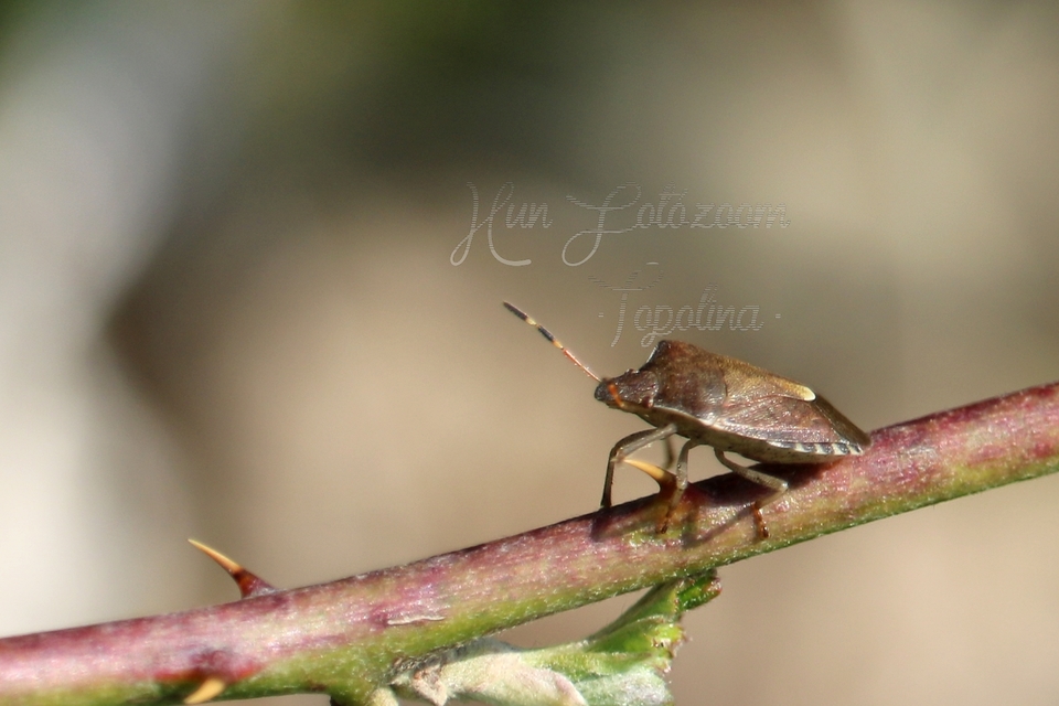 Peribalus strictus - tavaszi címerespoloska Peribalus strictus - tavaszi címerespoloska