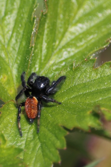 Carrhotus xanthogramma - rozsdás ugrópók