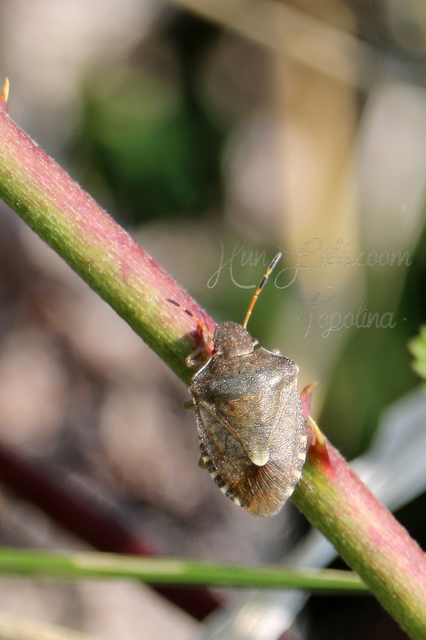 Peribalus strictus - tavaszi címerespoloska Peribalus strictus - tavaszi címerespoloska
