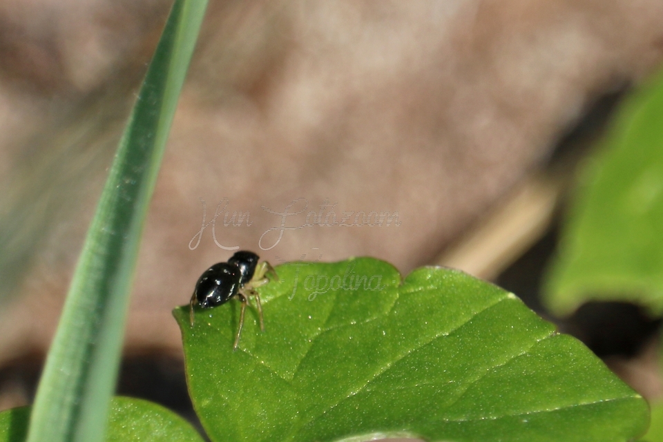 Heliophanus