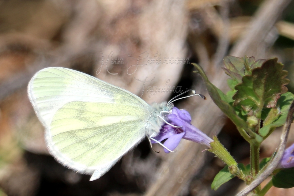 Leptidea sinapis - mustárlepke