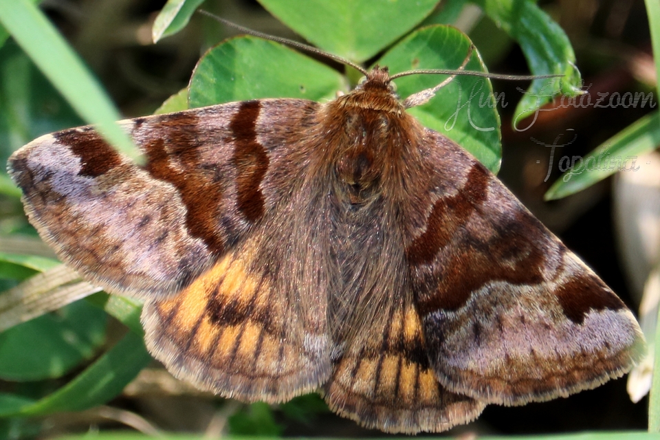 Euclidia glyphica - közönséges nappalibagoly