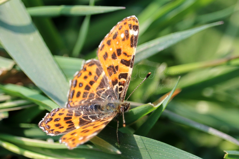 Araschnia levana - pókhálós lepke