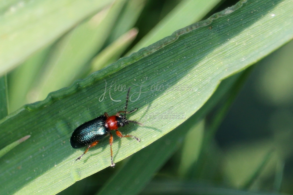 Oulema melanopus/duftschmidi
