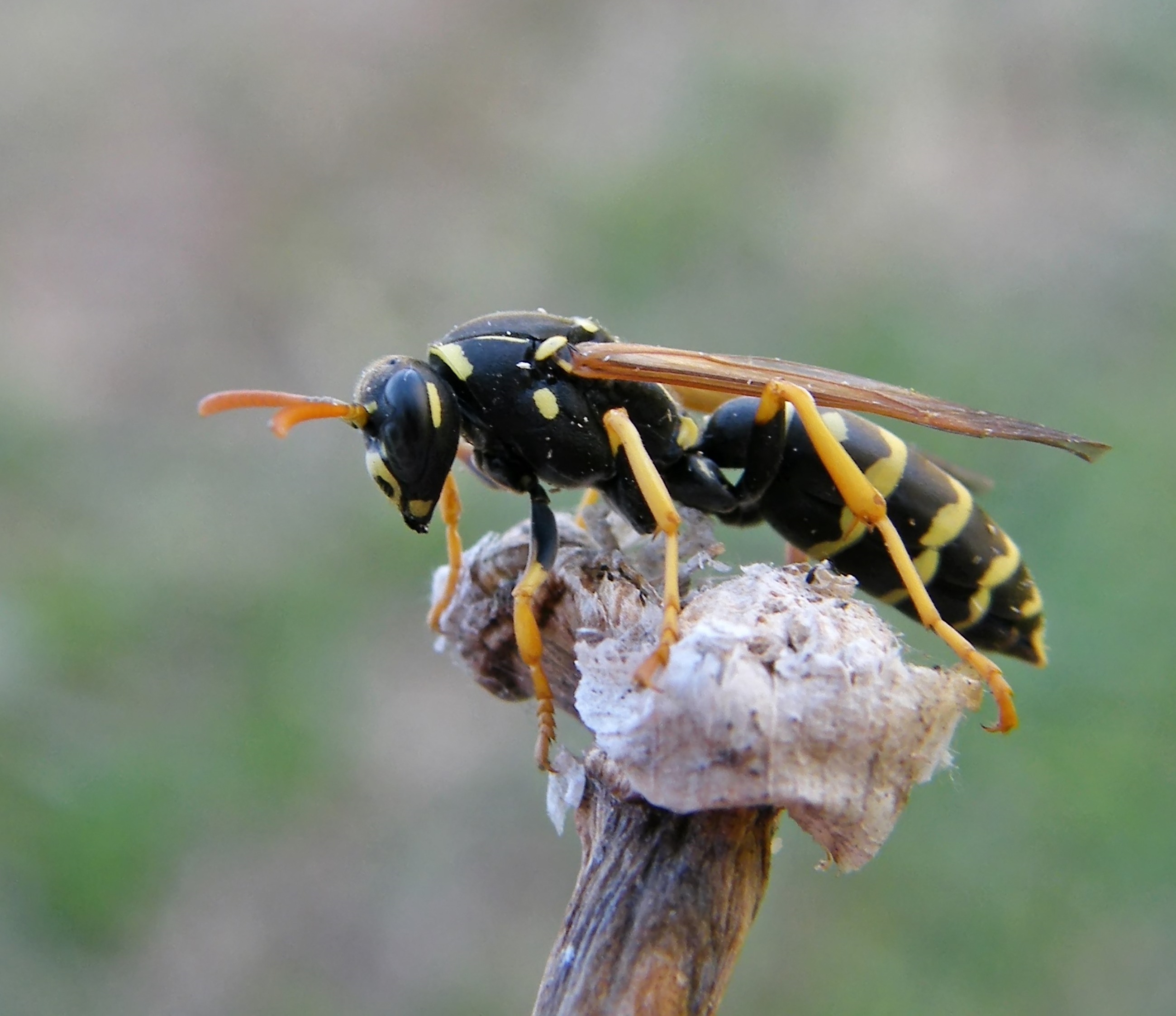 Polistes gallicus - sárgafoltos papírdarázs