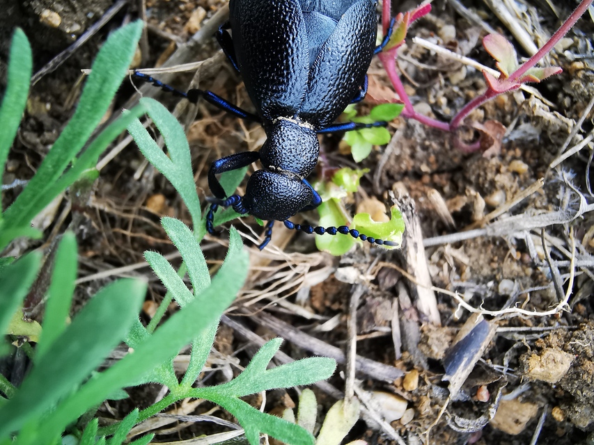 Meloe proscarabaeus - közönséges nünüke