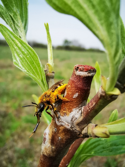 Hymenoptera - Hártyásszárnyúak