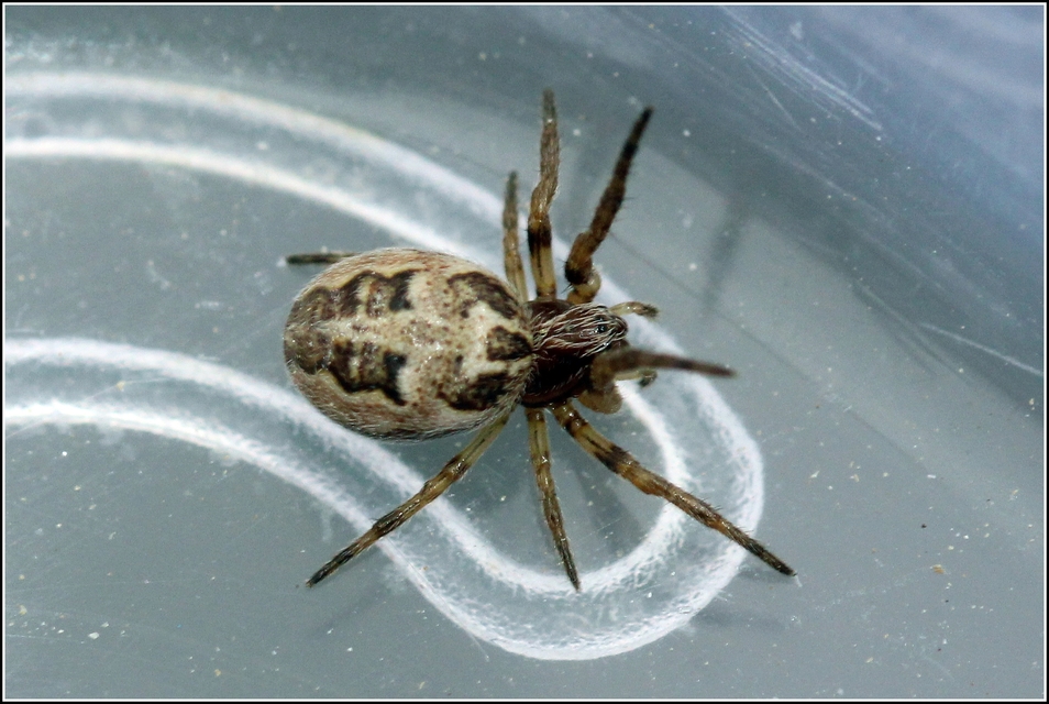 Larinioides