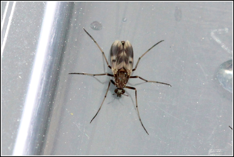 Chironomidae - árvaszúnyogok